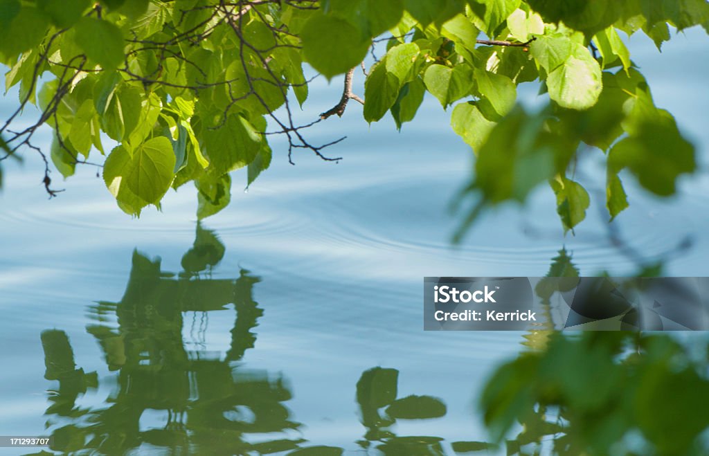 Den Basswood leafs über Wasser Oberfläche - Lizenzfrei Amerikanische Linde Stock-Foto