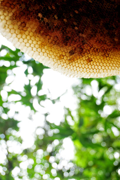 istock Honeycomb close up shot with tree background 1712937334