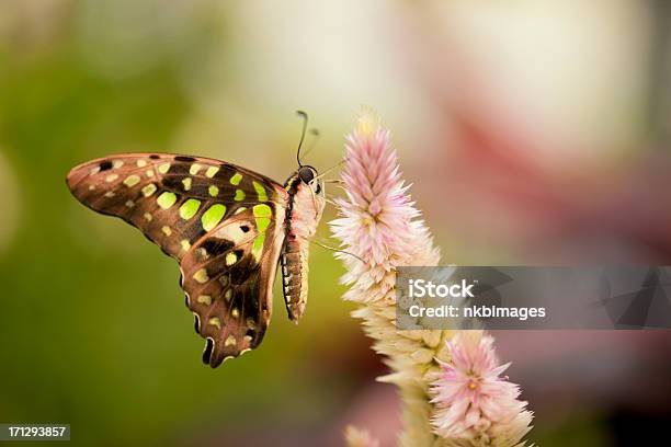 Macaón Y Flor Foto de stock y más banco de imágenes de Aire libre - Aire libre, Ala de animal, Alimentar