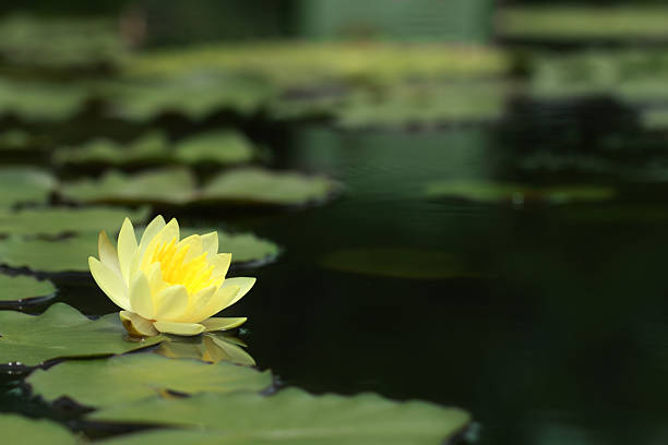 Lotus Yellow with green water leaves