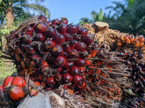istock After harvesting, oil palm fruit is ready to be transported 1712940899