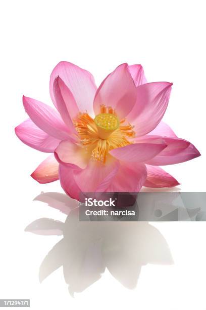 Beautiful Opening Pink Sacred Lotus With Reflection Stock Photo - Download Image Now