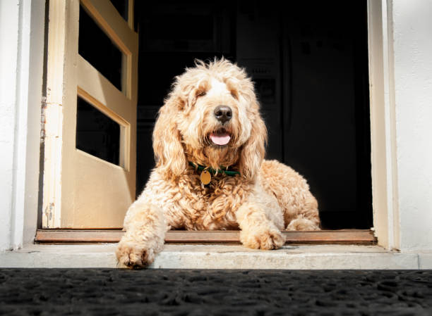 istock Dog in doorway 171294228