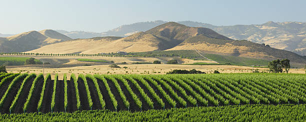 istock Panoramic view of the Santa Barbara Vineyard 171294502