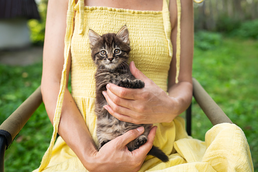 A happy kitten enjoys being petted by a woman's hand. A beautiful little kitten sits in the arms of a girl in a yellow dress. The kitten looks at the camera