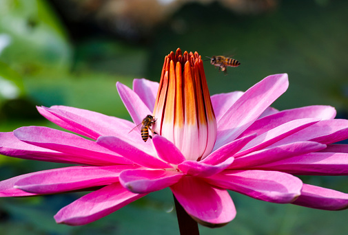 close-up of the busy scene of two bees on a pink water lily.