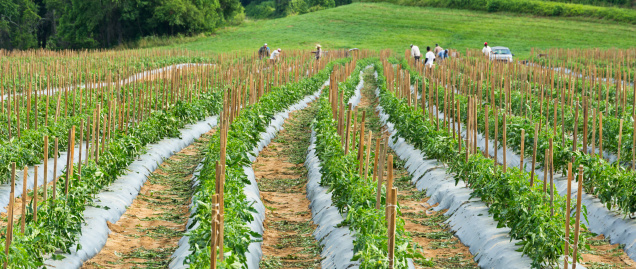Izmir, Turkey - August 12, 2022: Seasonal workers working in the farm and harvesting red peppers near Izmir, Turkiye