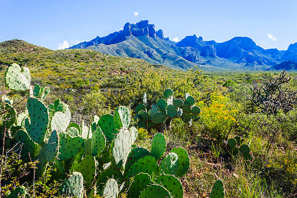 Prickly Pear cacti, Casa Grande Peak, Big Bend National Park Casa Grande Peak on Green Gulch Drive texas mountains stock pictures, royalty-free photos & images