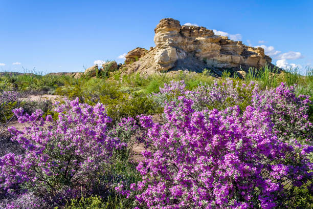desert azaleas in Big Bend National Park, Texas