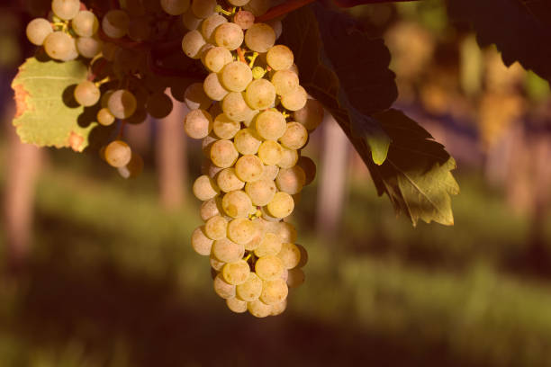 bunch of white grapes in the vineyard