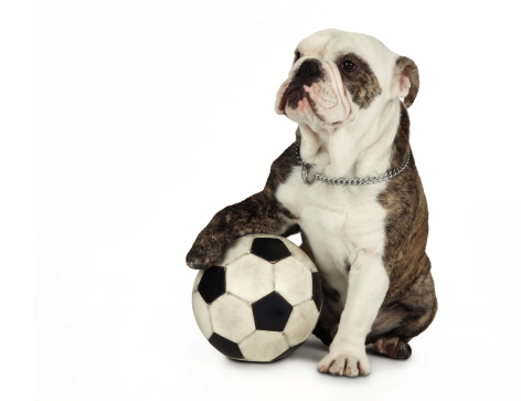 An English bulldog with soccer ball