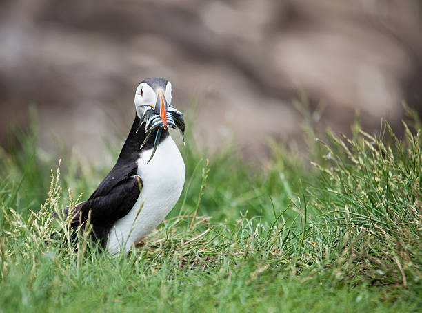 istock Puffin (Fratercula arctica) on grass, with sandeels 171295028