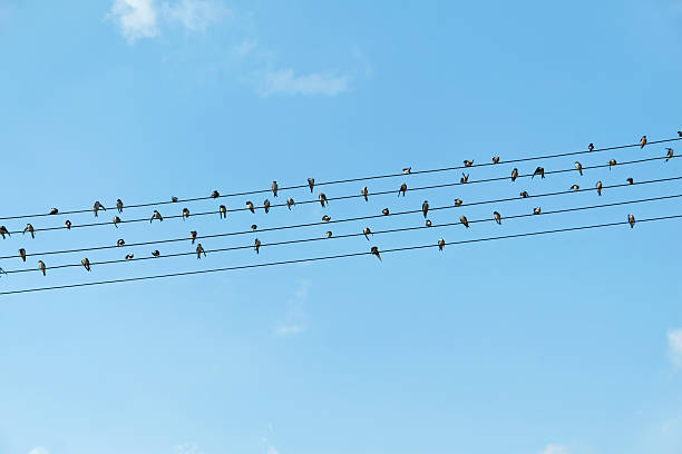 istock Birds sitting on electrical wires against blue sky 171295134