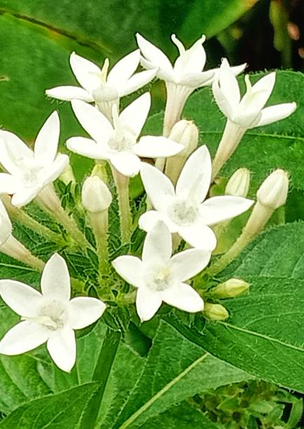 istock White Indian flowers spike. 1712953163