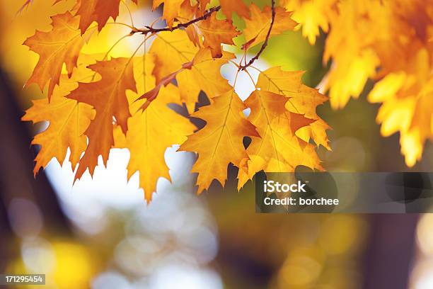 Herbst Laub Stockfoto und mehr Bilder von Blatt - Pflanzenbestandteile - Blatt - Pflanzenbestandteile, Eichenblatt, Gelb