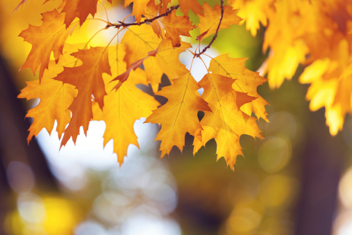 Yellow maple leaves during autumn season with warm sunlight from behind, fall park on blurry background.