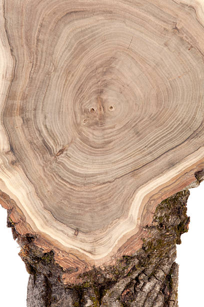 istock Wooden cross section 171295494
