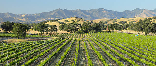 santa barbara vineyard - vineyard in a row crop california stock-fotos und bilder