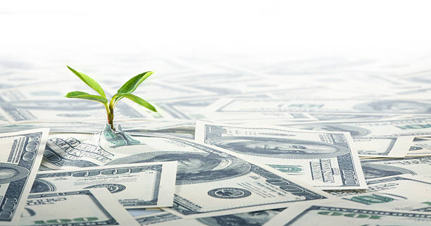 istock Small Green Plant Growing on the Field of Dollars Notes. 171295721