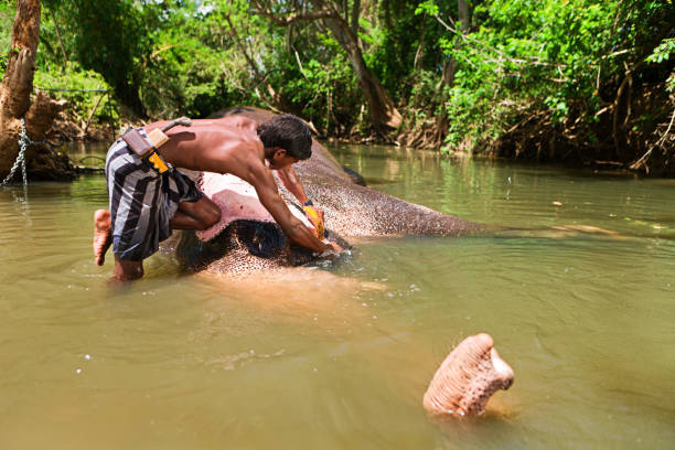istock Mahout bathing his elephant in the river 171295935