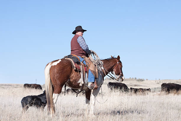 istock Cowboy Herding of Angus Cattle on Open Range 171295955