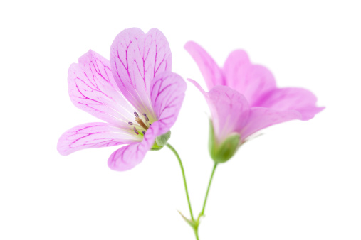 Pink Cranesbill Flowers isolated on white background with shallow depth of field.