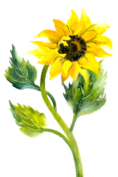 illustrazioni stock, clip art, cartoni animati e icone di tendenza di girasoli su sfondo bianco - sunflower isolated single flower tall