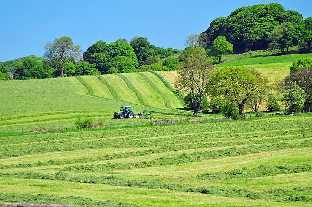 A tractor cutting grass for hay or silage.