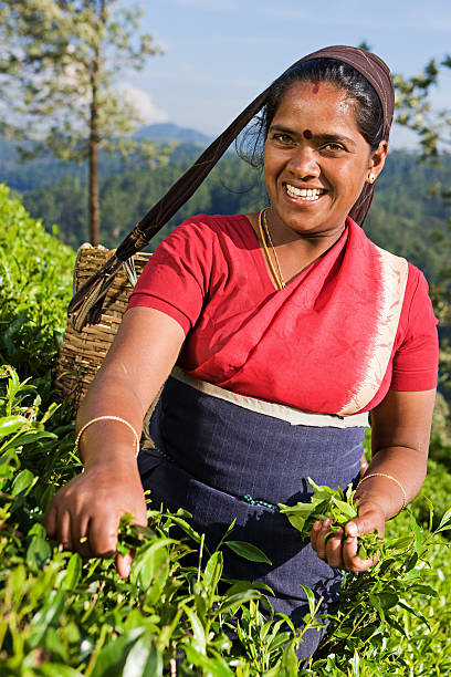istock Tamil pickers plucking tea leaves on plantation 171296336