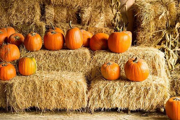 Photo of Fall Harvest