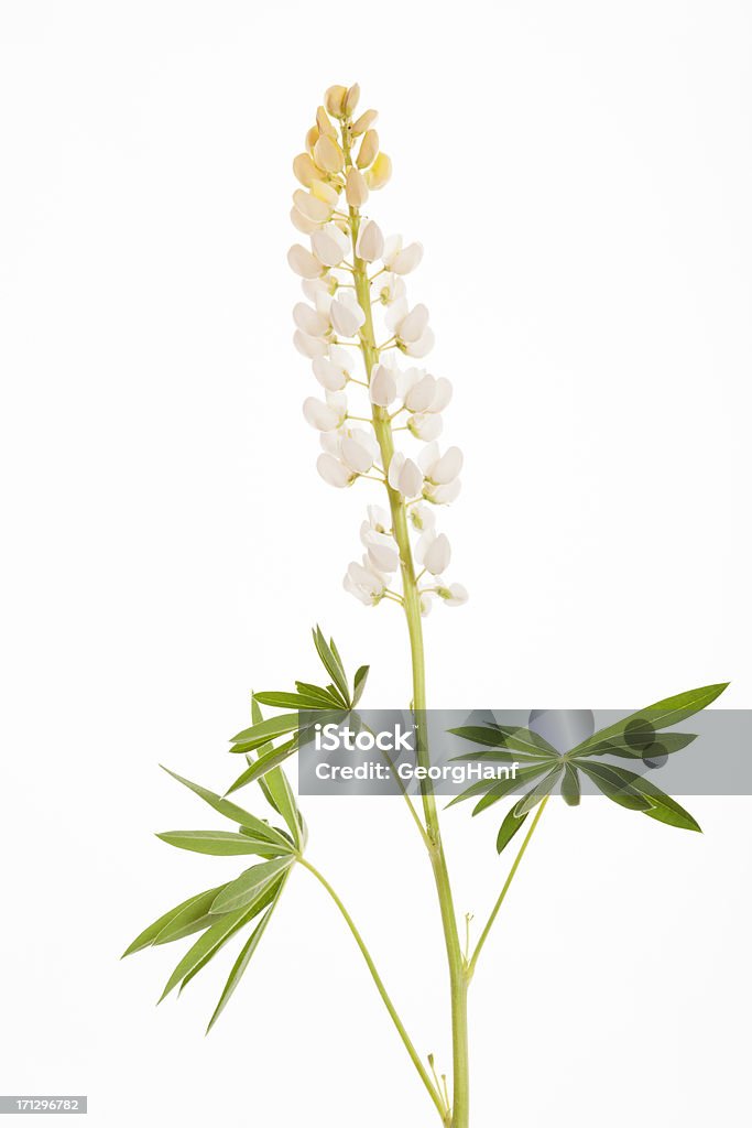 White Lupine "White Lupine, isolated on white." Lupine - Flower Stock Photo