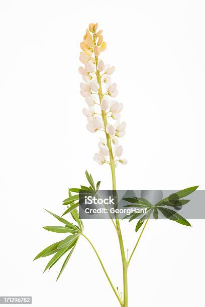 White Lupine Stock Photo - Download Image Now - Lupine - Flower, Flower, Cut Out