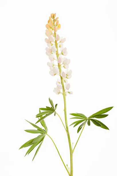 "White Lupine, isolated on white."