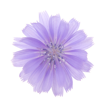 Blue flower on a white background.