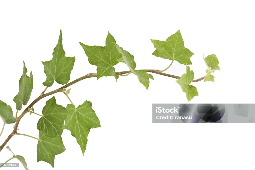 Ivy - Foto de stock de Fundo Branco royalty-free