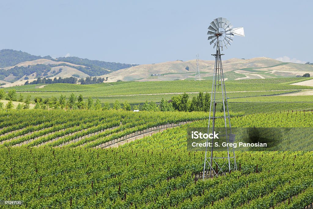 Napa Valley Vineyard "Vineyard landscape (Napa Valley, California)." Carneros Valley Stock Photo
