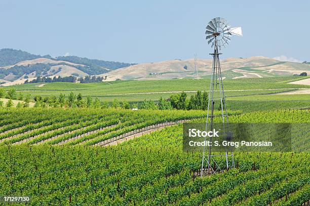 Napa Valley Vineyard Stock Photo - Download Image Now - Carneros Valley, Agricultural Field, Agriculture