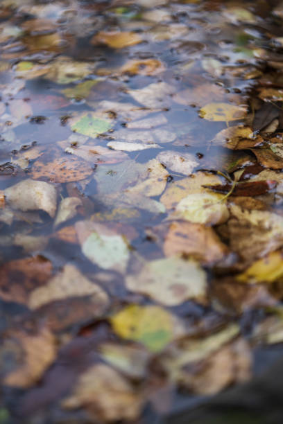istock fallen leaves in a puddle in autumn 1712975245