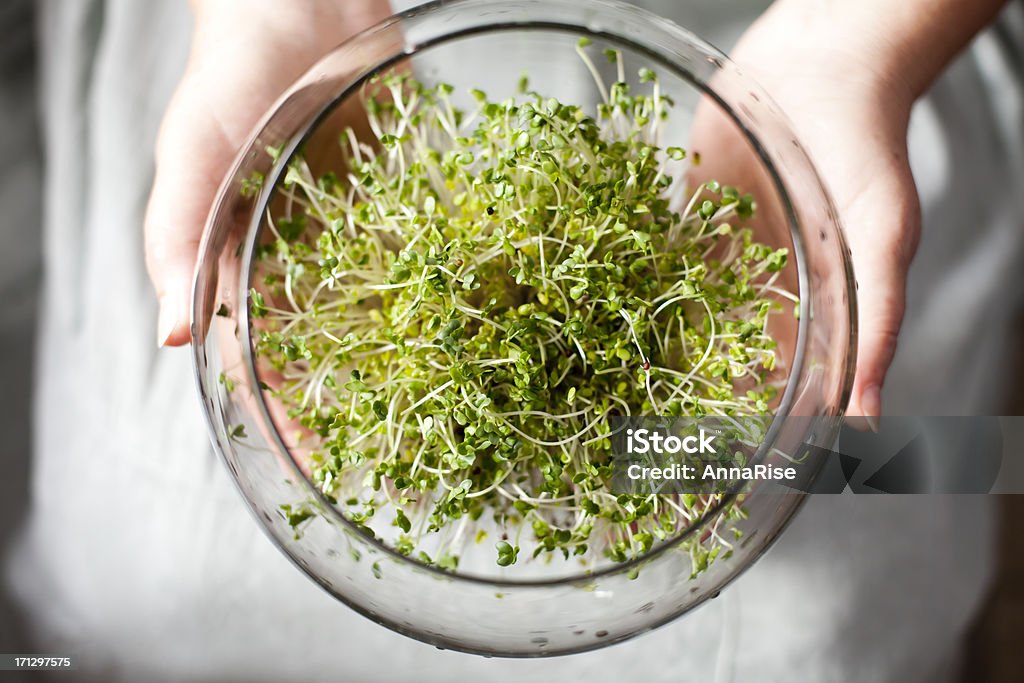 New Life Woman holding a glass jar with sprouts of broccoli in her hands. Close-up shot. Seedling Stock Photo