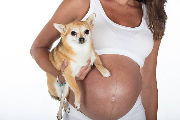 임산부, 그리고 그녀의 개 - chihuahua stroking pets human hand 뉴스 사진 이미지
