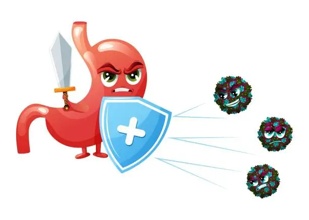 Vector illustration of Angry stomach cartoon character with sword and shield against noroviruses