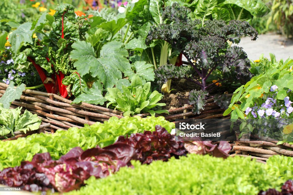 Bio-Gemüse im Garten - Lizenzfrei Grünkohl Stock-Foto