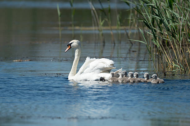 Swan with Cygnets stock photo