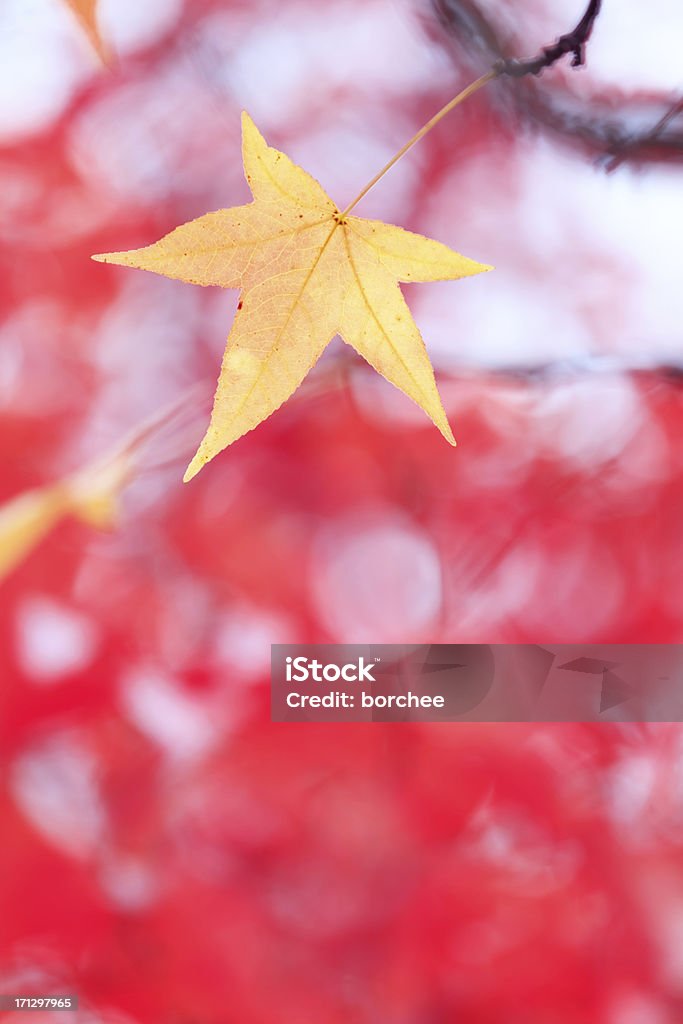 Folhas de outono - Foto de stock de Amarelo royalty-free