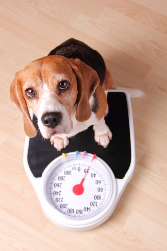 Little hound on weight scale.  (Shallow depth of field)