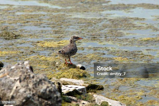 Gaivota Chick - Fotografias de stock e mais imagens de Animal - Animal, Ao Ar Livre, Bico