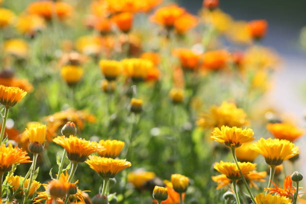 istock meadow with pot marigold - calendula officinalis 171298458
