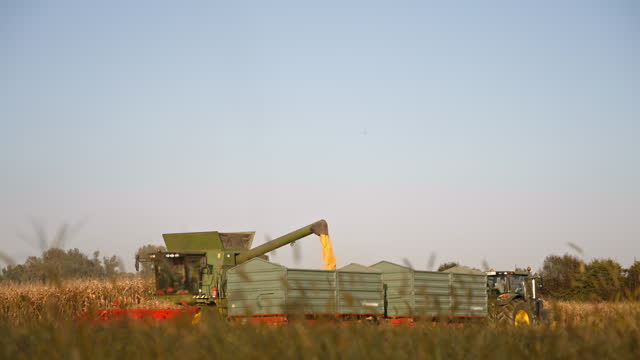 SLO MO Combine Harvester Unloading Corn on Trailer of Tractor in Field on Sunny Day under Blue Sky