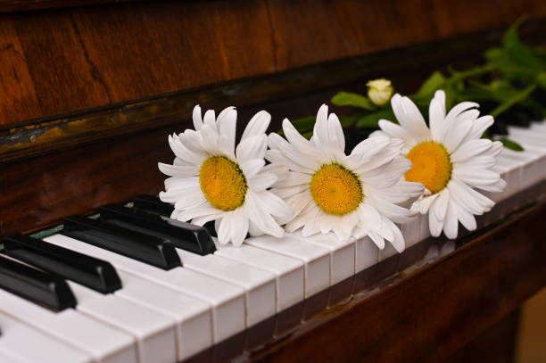istock daisies on the piano keys. close-up. 1712987163