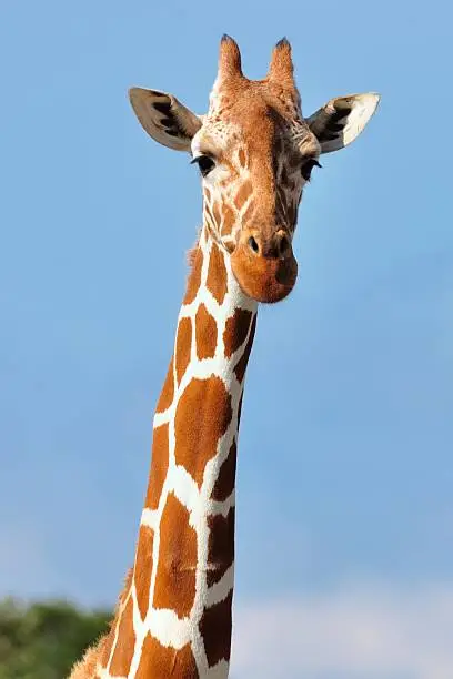 Photo of Giraffe